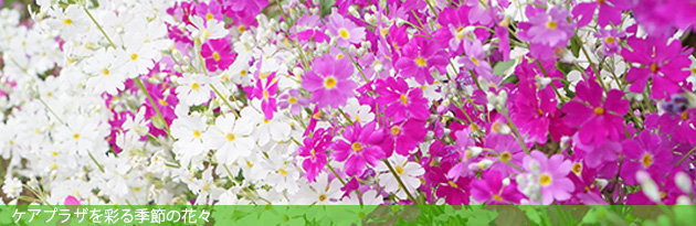 六ツ川ケアプラザ園庭の花々